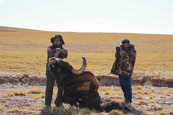 འདི་ནི་བྱང་ཐང་རྒྱལ་ཁབ་རིམ་པའི་རང་བྱུང་སྲུང་སྐྱོང་ཁུལ་གྱི་རི་སྐྱེས་སྲོག་ཆགས་ཆེད་ལས་བདག་སྐྱོང་རུ་མིས་འབྲོང་རོར་བརྟག་དཔྱད་བྱེད་བཞིན་པ།
