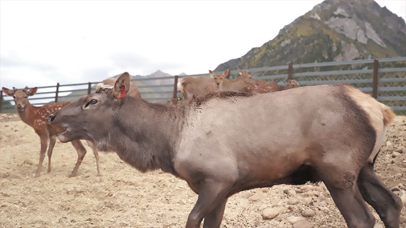 འདི་ནི་རྟེན་གཞིར་གསོ་ཚགས་བྱས་པའི་ཤྭ་བ་ཡིན་པ།