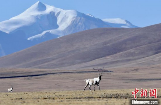 འདི་ནི་ཀྲུང་གོའི་རྒྱལ་ཁབ་ཀྱི་སྲུང་རིམ་གཉིས་པའི་སྲོག་ཆགས་དགོ་བ་རེད།