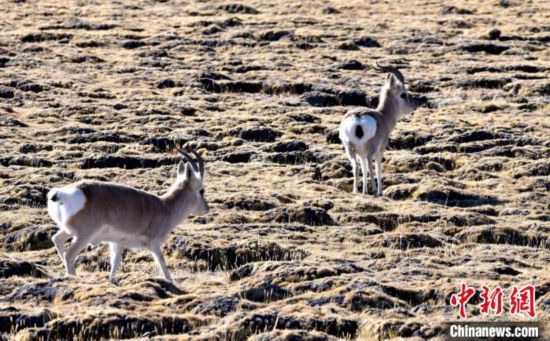 འདི་ནི་ཀྲུང་གོའི་རྒྱལ་ཁབ་ཀྱི་སྲུང་རིམ་གཉིས་པའི་སྲོག་ཆགས་དགོ་བ་རེད།