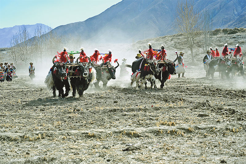 འདི་ནི་གཞིས་རྩེ་གྲོང་ཁྱེར་བསམ་གྲུབ་རྩེ་ཆུས་ལྷན་ཤང་ཁྲའུ་ཆེ་གྲོང་ཚོར་མང་ཚོགས་ཚོས་རྨོན་མཛོ་དོར་སྦྲེལ་གྱི་མཛད་སྒོ་འཚོགས་ནས་ས་ཞིང་རྨོ་བཞིན་པ།