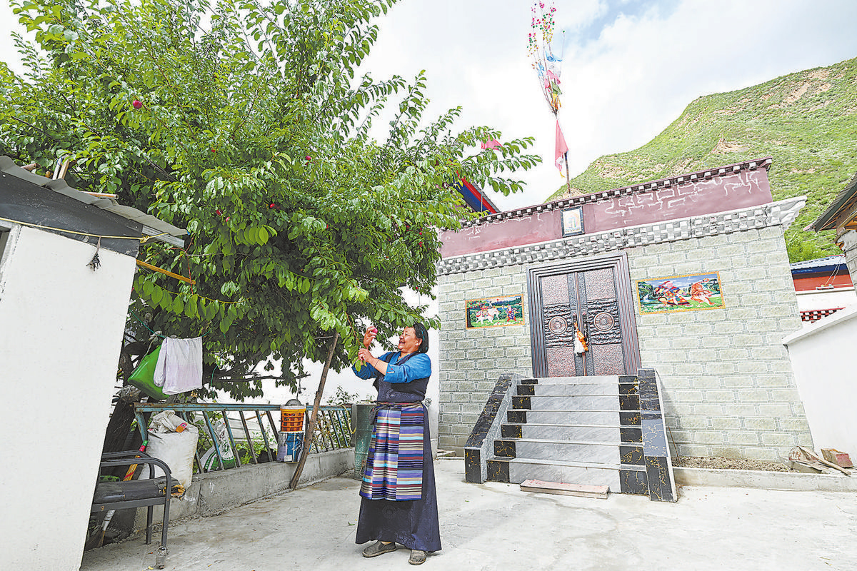 འདི་ནི་ཉེ་ཆར་སྣང་རྫོང་བླ་གདན་ཞོལ་གྲོང་ཚོའི་ཡུལ་མི་བསོད་ནམས་མཁའ་འགྲོས་སྒྱུར་བཀོད་བྱས་ཟིན་པའི་སྒོ་རའི་ནང་ཤིང་ཏོག་འཐུ་བཞིན་པ།