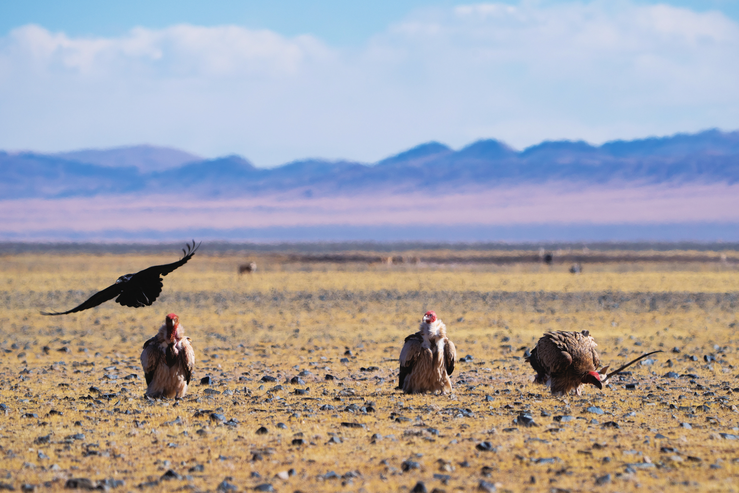 བྱ་རྒོད།