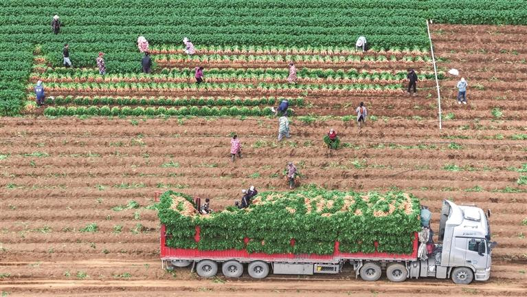 ཟླ་2ཚེས་1ཉིན། ཀོང་ཤིས་ནན་ཉིང་པིན་དབྱང་རྫོང་ཝང་ལིང་གྲོང་རྡལ་ཏུང་ཧུའུ་སྡེ་ཁུལ་གྱི་གུང་ལ་ཕུག་འདེབས་འཛུགས་རྟེན་གཞིར་ཡུལ་མི་ཚོས་གནམ་གཤིས་ཡག་པའི་སྐབས་དང་བསྟུན་ནས་གུང་ལ་ཕུག་བསྡུ་བར་བྲེལ་བ་དང་། ས་གནས་དེ་གས་ཡུལ་བབ་དང་བསྟུན་ནས་གུང་ལ་ཕུག་གི་ཐོན་ལས་འཕེལ་རྒྱས་བཏང་སྟེ་ཡུལ་མིར་འབབ་འཕར་ཡོང་བར་སྐུལ་ཁྲིད་དང་གྲོང་གསེབ་དར་རྒྱས་ཡོང་བར་རམ་འདེགས་བྱས་ཡོད།