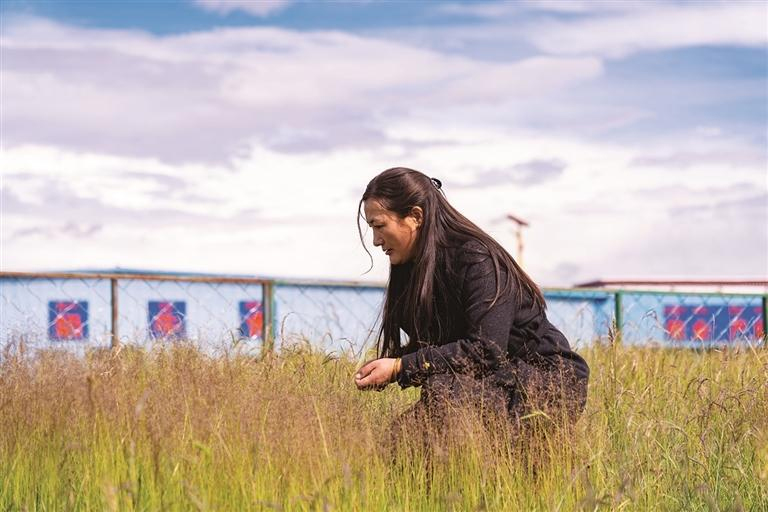 འདི་ནི་ངག་དབང་པད་མས་ཚོད་འདེབས་ཞིང་ནང་དུ་རྩྭའི་སྐྱེ་འཚར་ལ་ལྟ་བཞིན་པ།