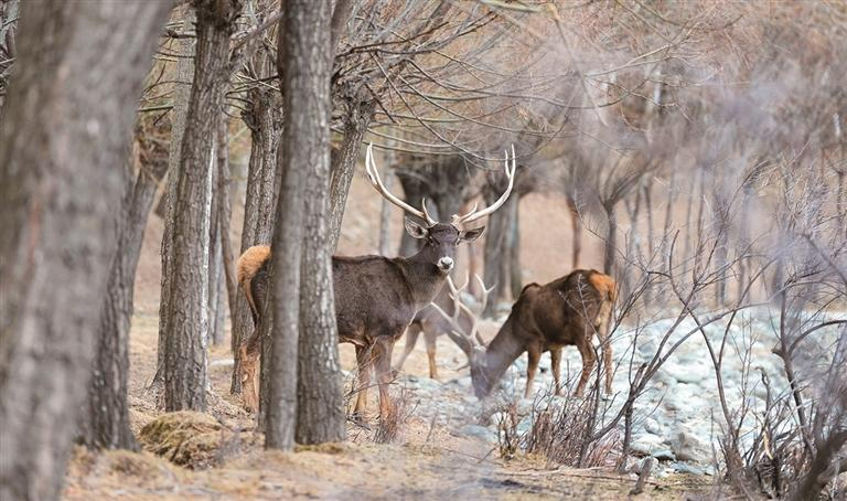 འདི་ནི་བོད་ལྗོངས་ལྷོ་ཁ་གྲོང་ཁྱེར་སྣེ་གདོང་ཆུས་སྐྱེད་པ་གྲོང་ཚོ་ནས་པར་བརྒྱབ་པའི་ཤྭ་བ་མཆུ་དཀར་ཡིན་པ།