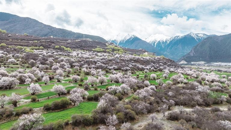 འདི་ནི་བོད་ལྗོངས་ཉིང་ཁྲི་གྲོང་ཁྱེར་གྱི་གནམ་ལྕགས་འབར་བའི་གཤམ་གྱི་ཡར་ཀླུང་གཙང་པོ་གྲོག་རོང་ཆེ་མོ་ནས་པར་བརྒྱབ་པའི་ཁམ་བུའི་མེ་ཏོག་གི་མཛེས་ལྗོངས་ཡིན་པ།