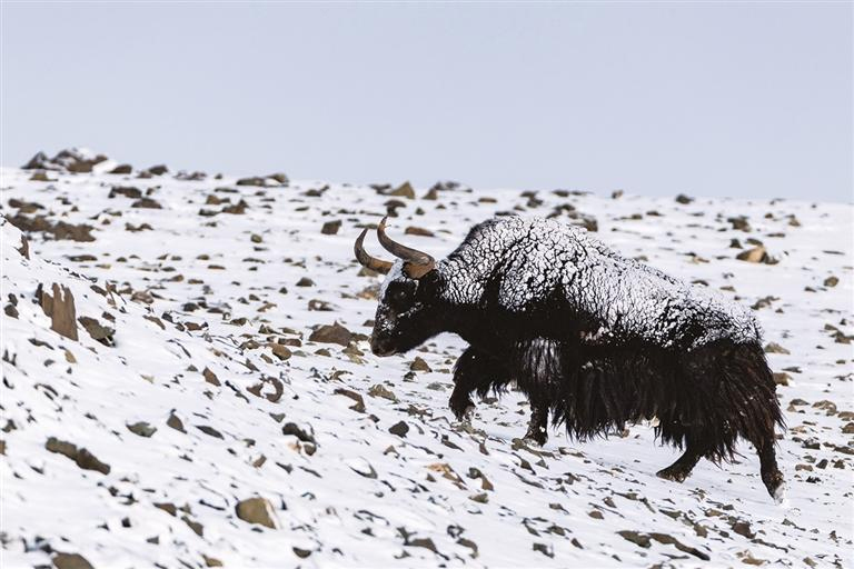 ༄༅།།བྱང་ཐང་མི་མེད་ལུང་སྟོང་གི“དཔའ་མོ་ཁྱུང་རྫོང”