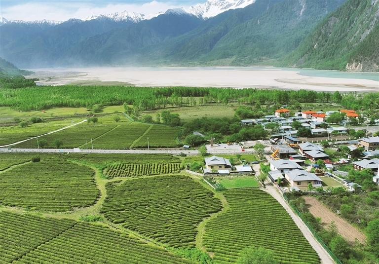 འདི་ནི་ཟླ་4ཚེས་22ཉིན། བོད་རང་སྐྱོང་ལྗོངས་ཉིང་ཁྲི་གྲོང་ཁྱེར་སྤོ་བོ་རྫོང་ཡིད་འོང་ཇ་ཤིང་ར་བར་རྒྱང་ལྟ་བྱེད་སྐབས་སྔོ་ཐིང་ཐིང་གི་ཇ་ཤིང་དང་གྲལ་སྟར་འགྲིག་པའི་ཡུལ་མིའི་སྡོད་ཁང་ཕན་ཚུན་གཅིག་ལ་གཅིག་བརྒྱན་གྱི་རྣམ་པ་ཞིག་མངོན།
