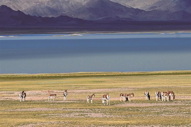 འདི་ནི་བོད་རང་སྐྱོང་ལྗོངས་མངའ་རིས་ས་ཁུལ་སྒེར་རྩེ་རྫོང་ཁོངས་ཀྱི་ཞལ་དཀར་མཚོའི་ངོགས་ཀྱི་མཛེས་ལྗོངས་ཡིན་པ།