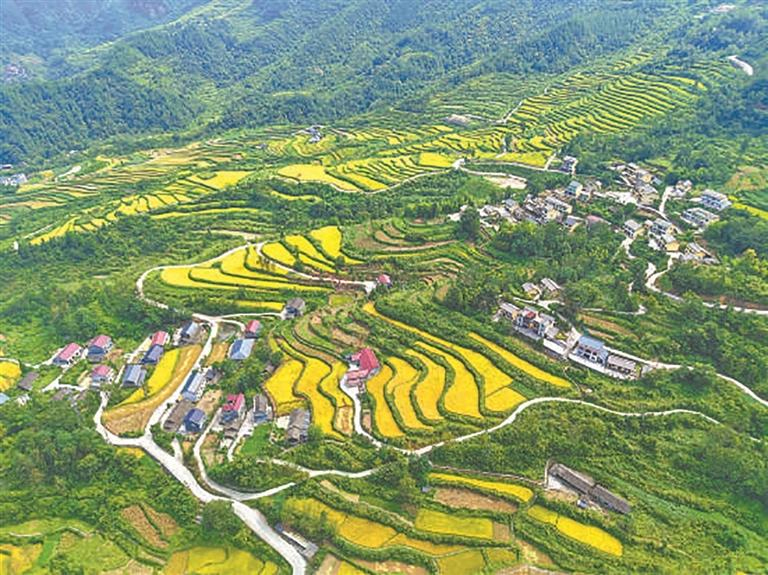 འདི་ནི་ཁྲུང་ཆིང་ཤིའུ་ཧྲན་ཐུའུ་ཅ་རིགས་མེའོ་རིགས་རང་སྐྱོང་རྫོང་ཡུང་ཏུང་གྲོང་རྡལ་ཧོ་པཱ་གྲོང་ཚོའི་སྐས་ཞིང་ལ་ལོ་ལེགས་ཡོང་རེ་ཡོད་པ།