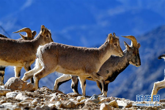 གནའ་བ།