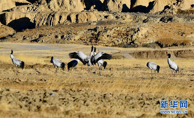ཁྲུང་ཁྲུང་སྐེ་ནག