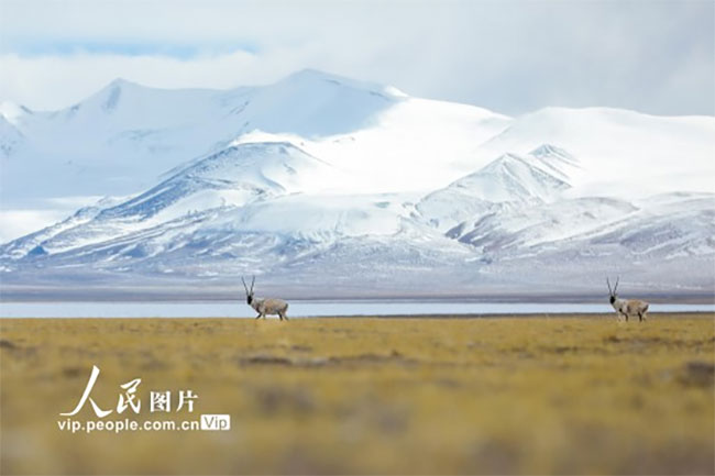 ༄༅།།བོད་ལྗོངས་མངའ་རིས་སུ་བདག་མེད་སྲོག་ཆགས་ཀྱིས་སོས་དལ་བག་ཕེབས་ངང་གཟན་རྩྭ་འཚོལ་བཞིན་པ། 