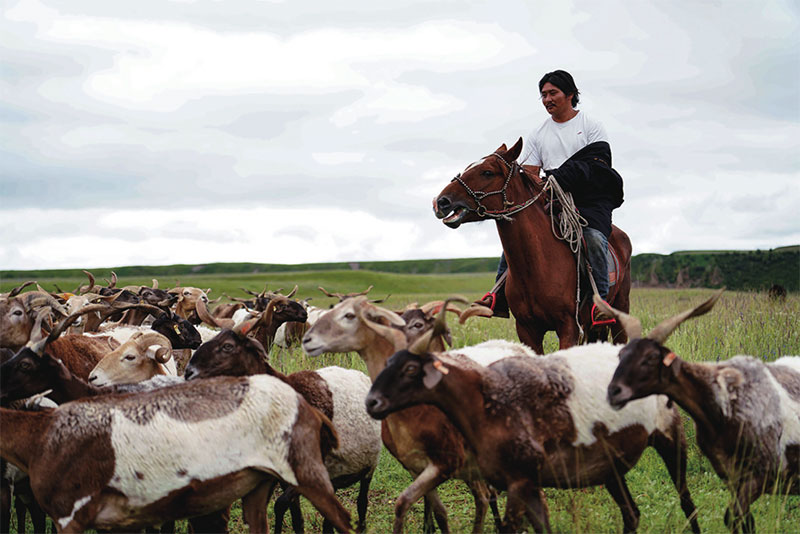  འདི་ནི་བཀྲ་ཤིས་ཆོས་འཕེལ་གྱིས་ལུག་འཚོ་བཞིན་པ།