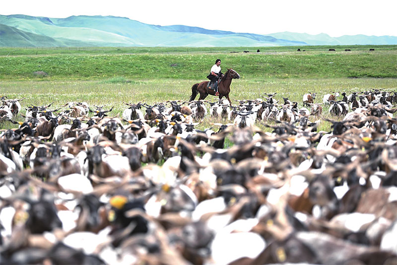  འདི་ནི་མཚོ་སྔོན་ཞིང་ཆེན་རྨ་ལྷོ་བོད་རིགས་རང་སྐྱོང་ཀྲོའུ་རྨ་ལྷོ་སོག་རིགས་རང་སྐྱོང་རྫོང་མདོ་གསུམ་ཤང་མདོ་གསུམ་གྲོང་ཚོ་རུ་བཀྲ་ཤིས་ཆོས་འཕེལ་གྱིས་ལུག་འཚོ་བཞིན་པ།