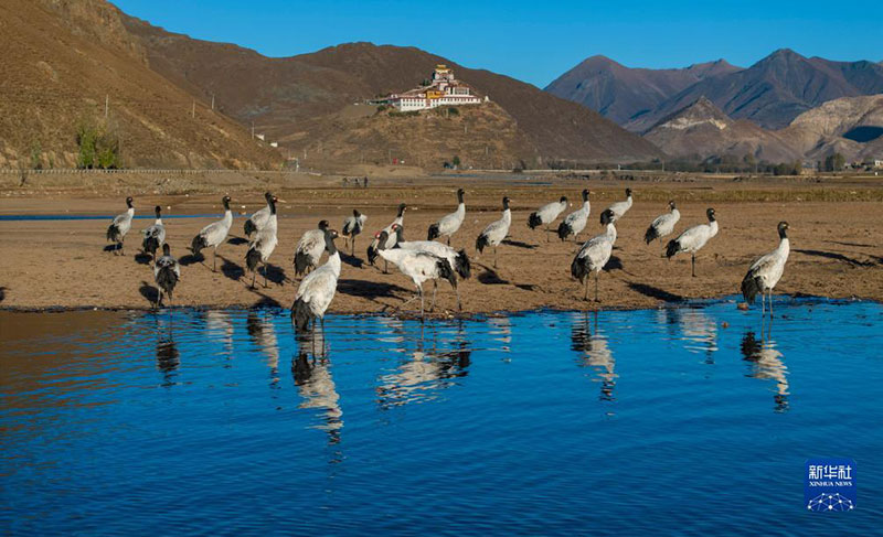 ༄༅།།བོད་ལྗོངས་ལྷུན་གྲུབ་ཏུ་དགུན་སྒྲོལ་ཁྲུང་ཁྲུང་སྐེ་ནག་འབྱོར།