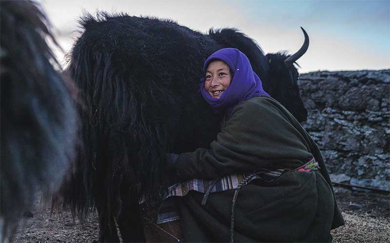 བོད་ལྗོངས་འདམ་གཞུང་རྫོང་གནམ་མཚོ་ཤང་དག་པོ་གྲོང་ཚོའི་དགུན་དུས་འབྲོག་རར་ཡོན་ཏན་གྱི་བཟའ་ཟླ་དུང་སྐྱིད་ཀྱིས་འོ་མ་འཇོ་བཞིན་པ།