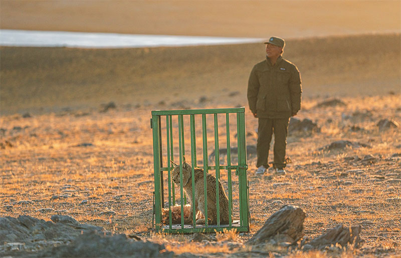 འདི་ནི་རི་སྐྱེས་སྲོག་ཆགས་ཆེད་ལས་སྲུང་སྐྱོང་རུ་མིས་དབྱི་ཞིག་རང་བྱུང་ཁམས་སུ་གློད་བཞིན་པ།